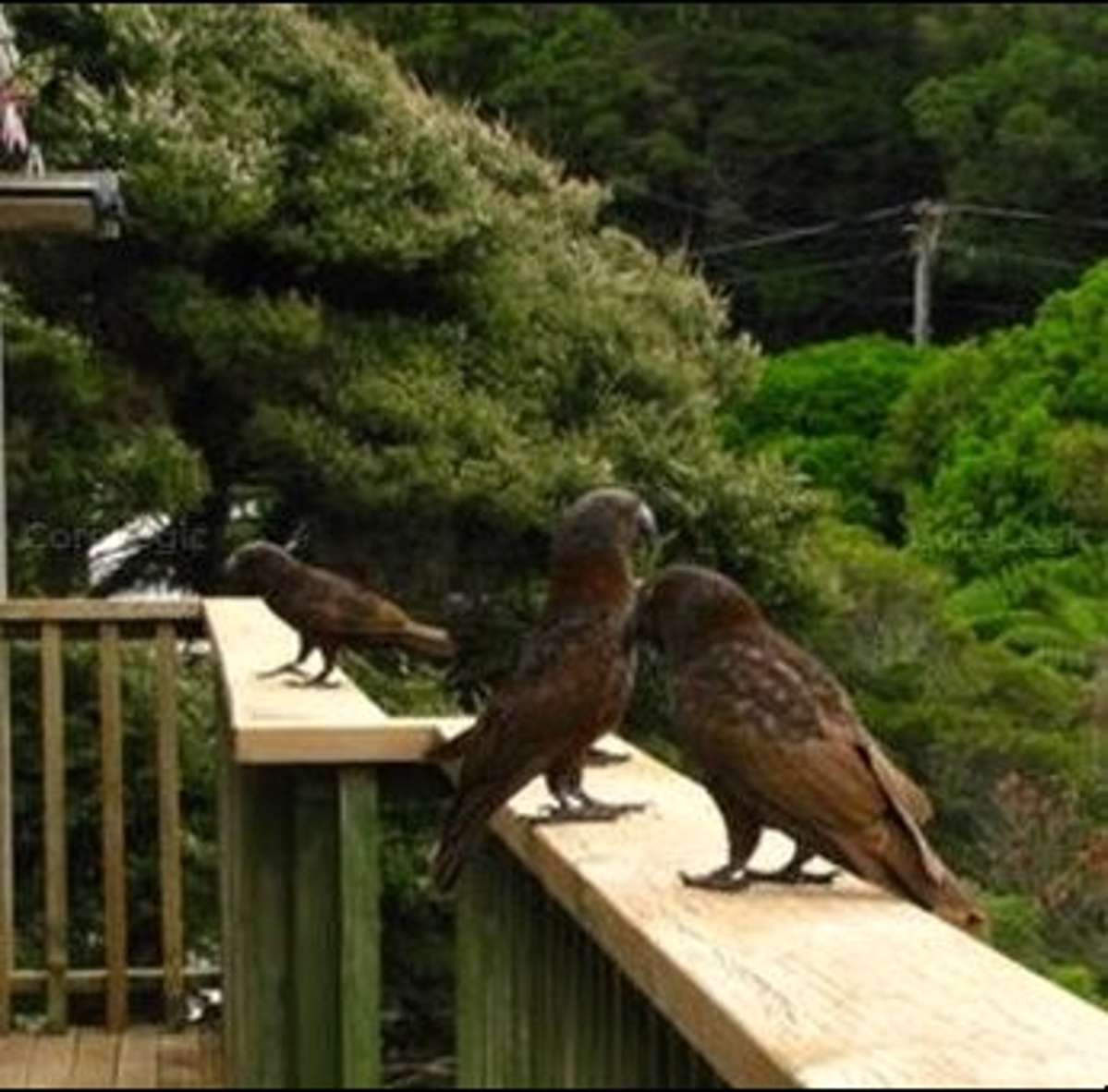 10 Mairangi Road_1