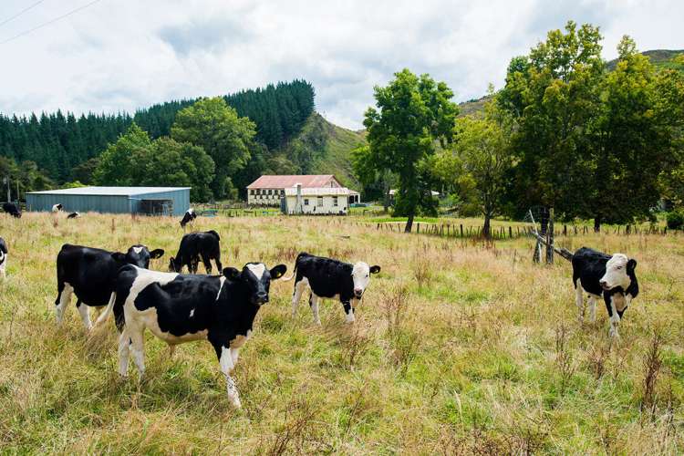 322 Bruce Road Whatatutu_4