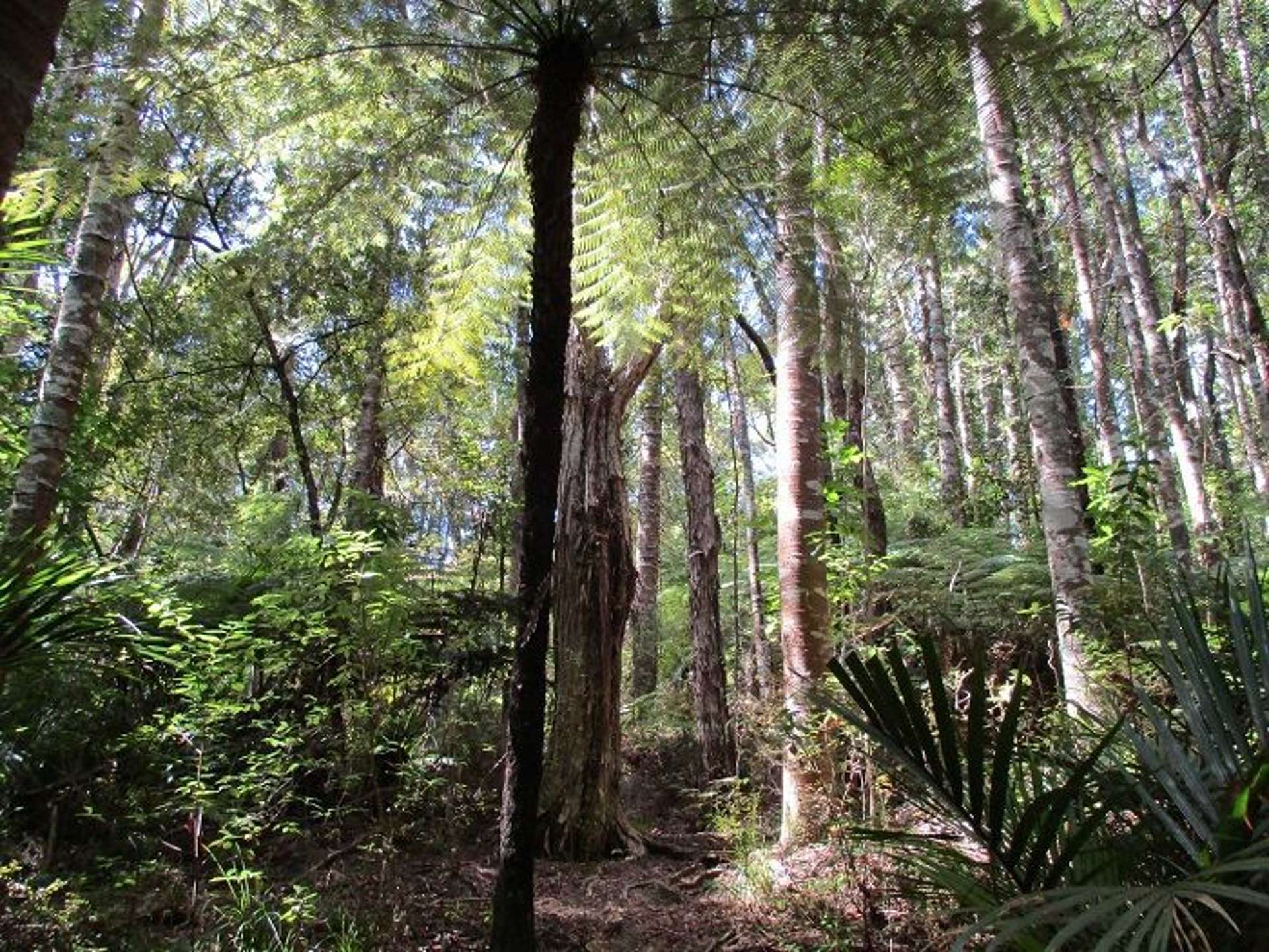 798 South Titirangi Road Titirangi_0