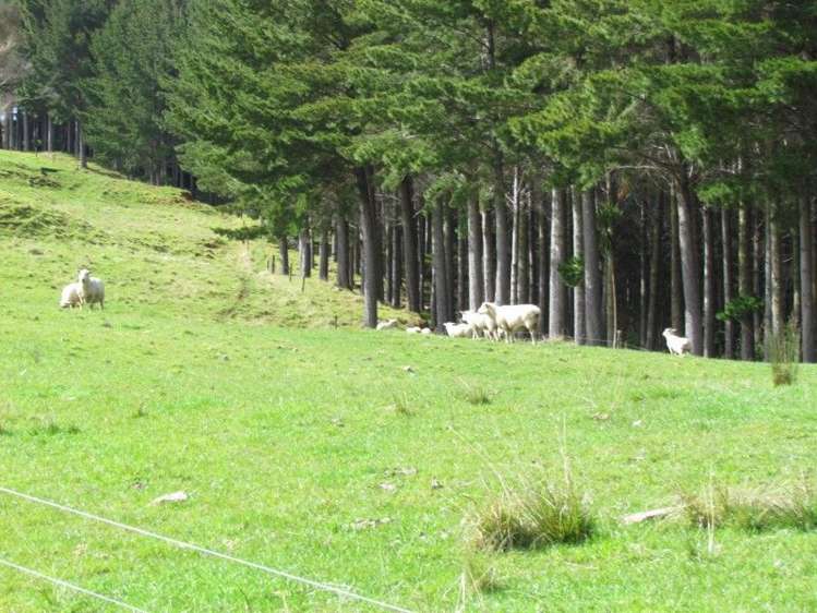 201 Rangiahua Road Horeke_8