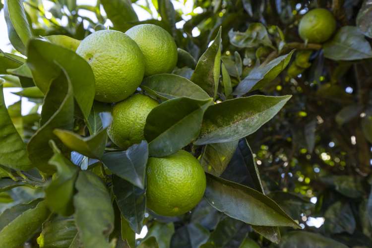 5 Kaituna Place Havelock_30