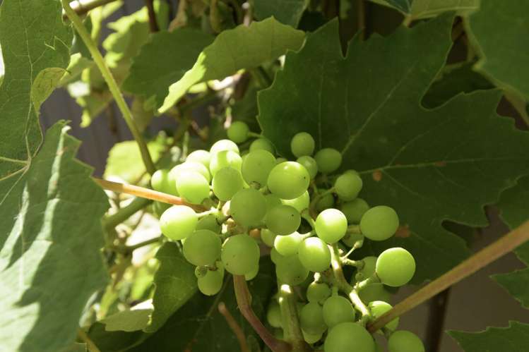 9B Myres Street Otumoetai_27