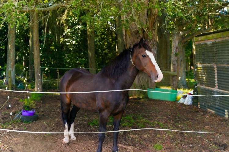 641 Tokiri Road Titoki_26