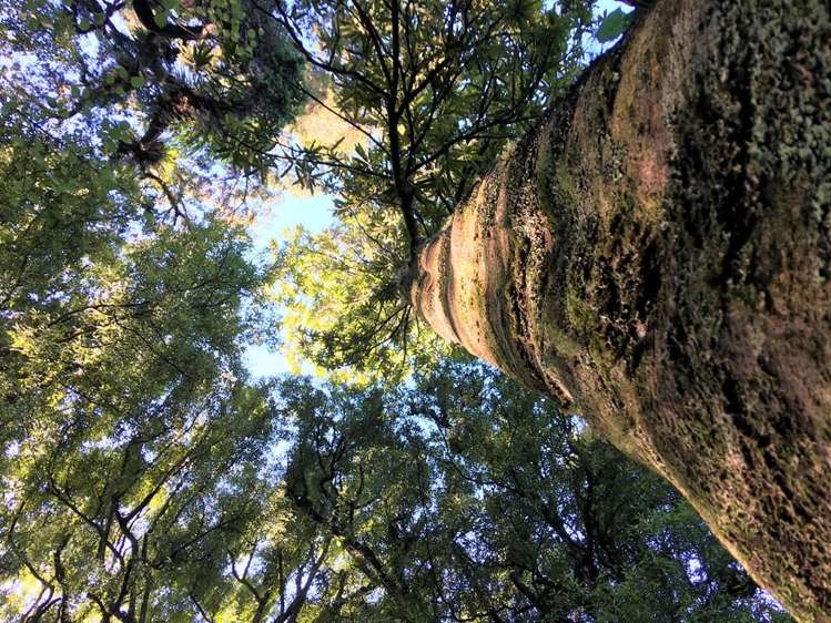 146 Akatarawa Road Waikanae_7