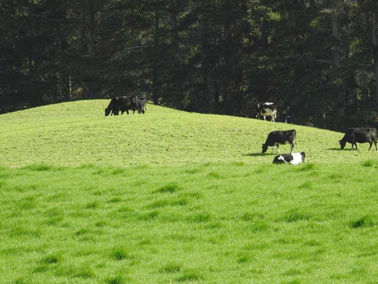 972 Slopedown Road Catlins Surrounds_22