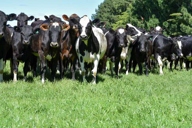 279 Waipara Flat Road Waipara_18