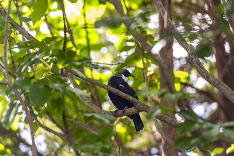 49 Mount Avenue Pauanui_15