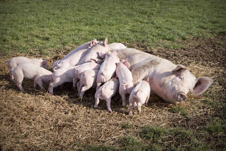 724 Medbury Road Hawarden_8