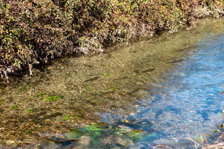 10 Erlam Place Westbrook_33