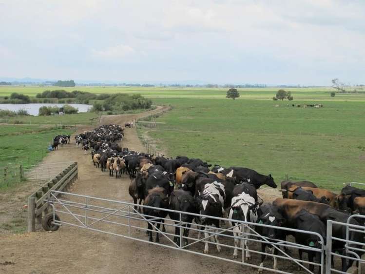 2/795 Tuhikaramea Road Ngahinapouri_6