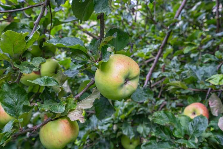 1194 Okains Bay Road Okains Bay_9