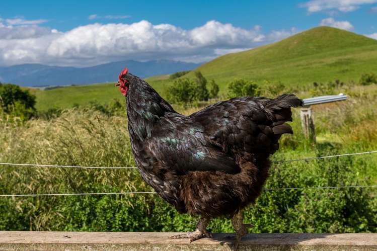 407 Elephant Hill Road, Waihao Downs Waimate_14