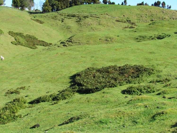 937 Whakamarama Road Whakamarama_16