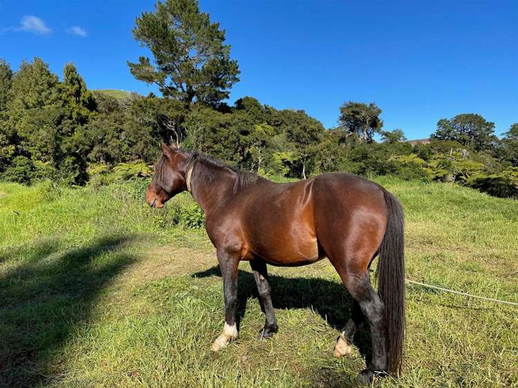 Moerangi Road Oparau_13