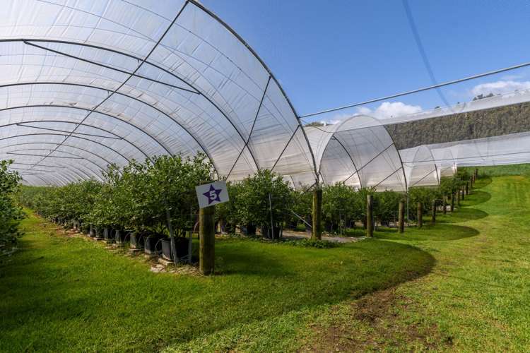 44 Walker Road West Aongatete_25