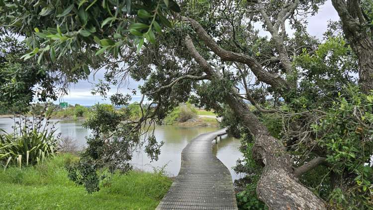 D2/120 Hamilton Street Tauranga Central_5