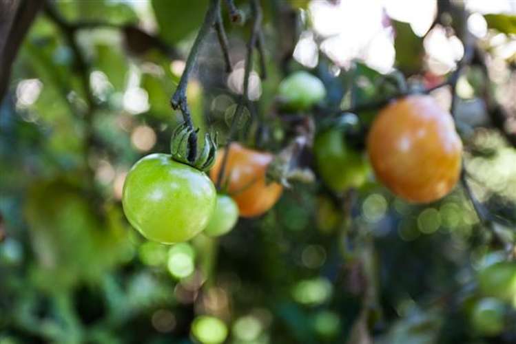 64 Waioeka Road Opotiki Coastal_10