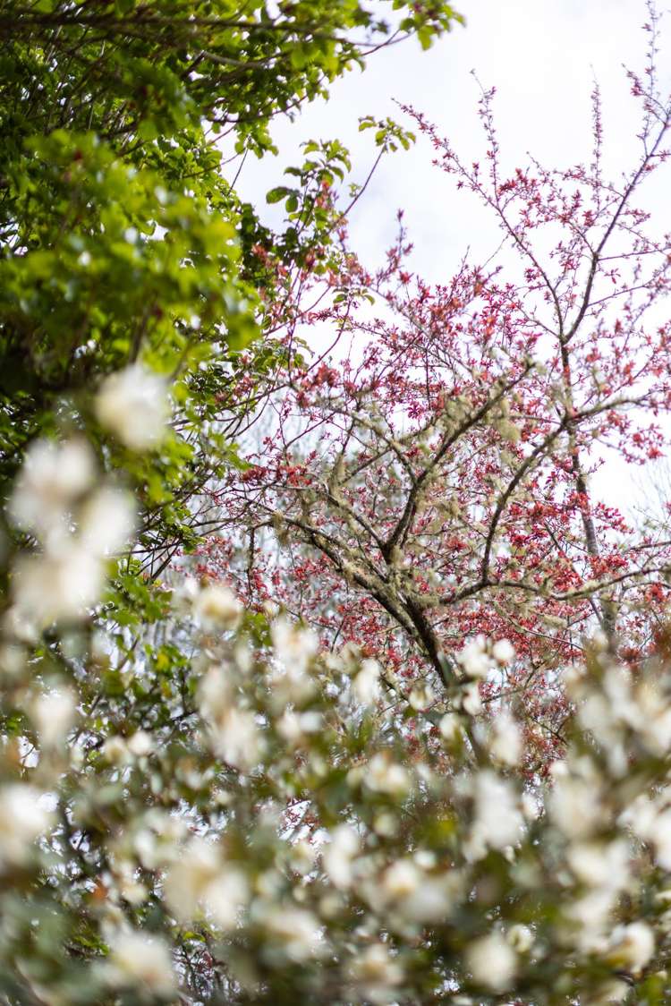 581 West Coast Road Oratia_18