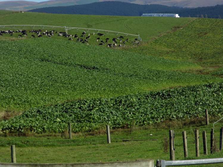 301 Whartons Road Five Forks and Surrounds_10