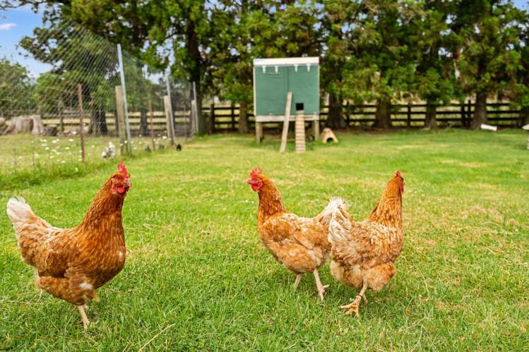 499 Whatitiri Road Poroti_21