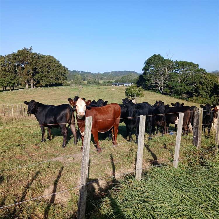 88 Rapson Road Waitoki_17