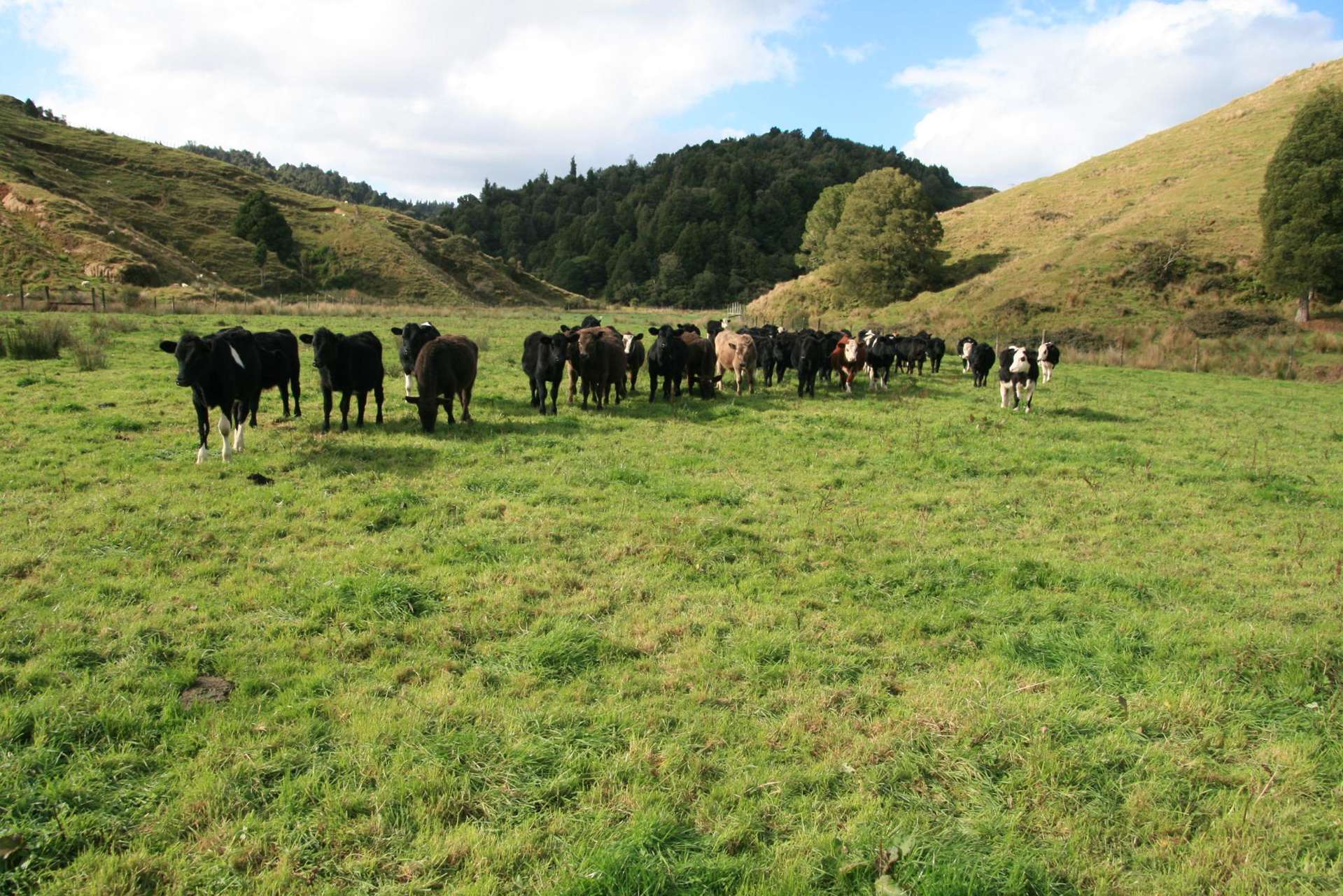 4869 Ohura Road Pohokura_0