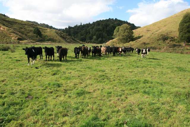 POHOKURA BEEF AND SHEEP FARM