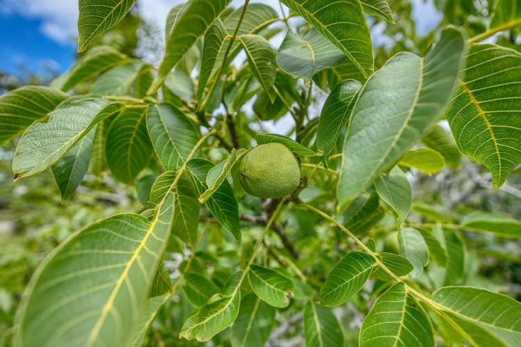 210 Keogans Road Rd2, Hokitika_39