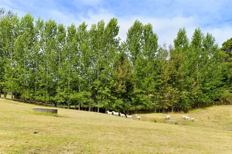 50 Wright Road Dairy Flat_23