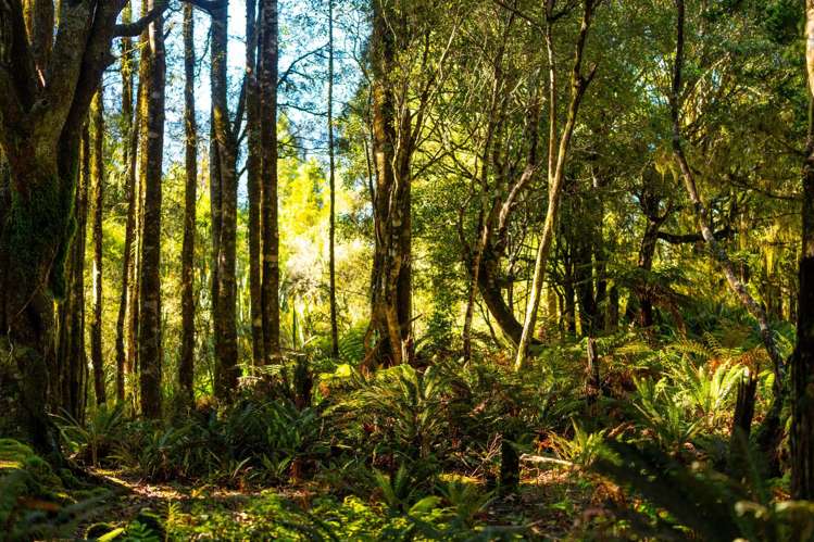 847 Lake Brunner Road Moana_15