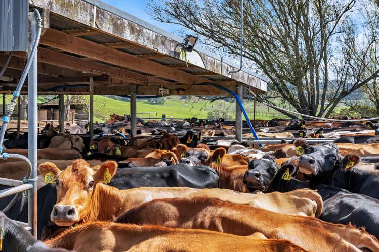 282B Callaghan Road Maromaku_22