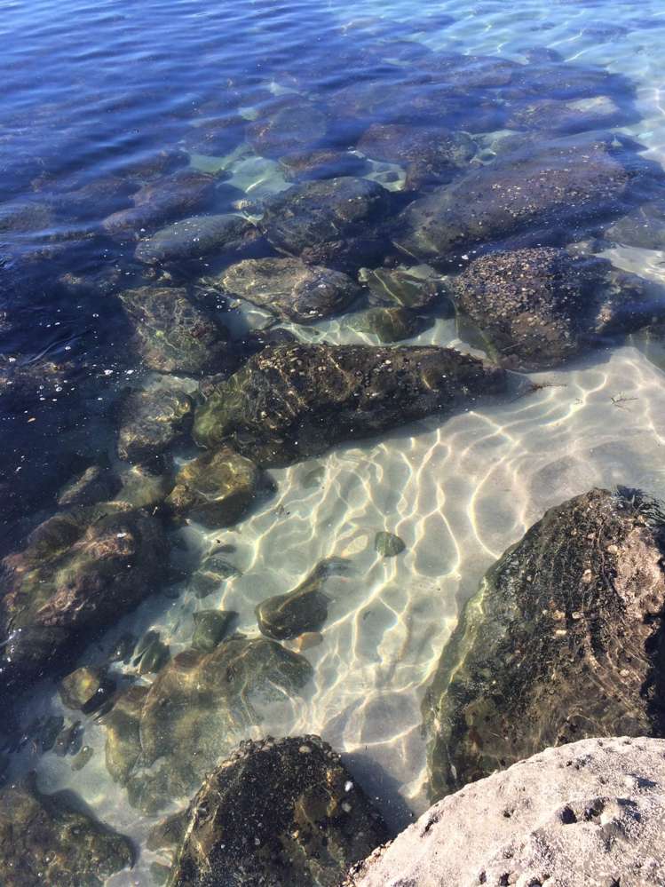 190 Pacific Ocean, Slipper Island (Whakahua) Thames_42