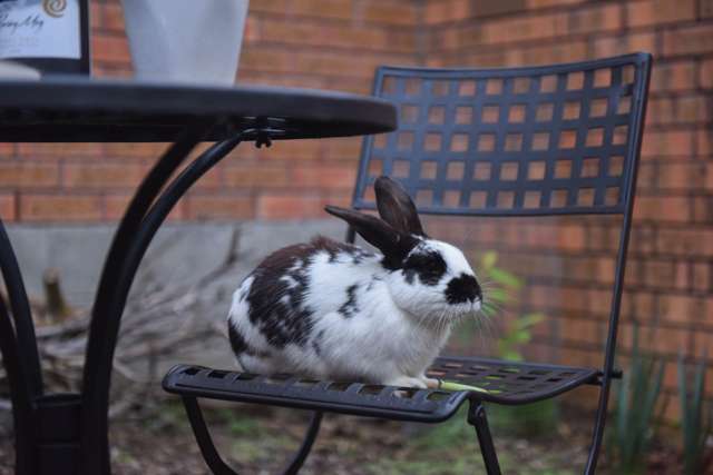 17/1 Melview Place New Lynn_2