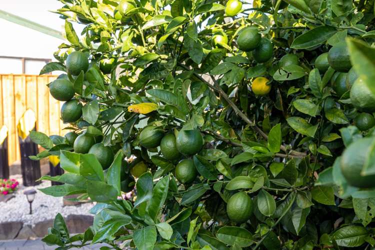 31 Crisp Drive Papamoa_21