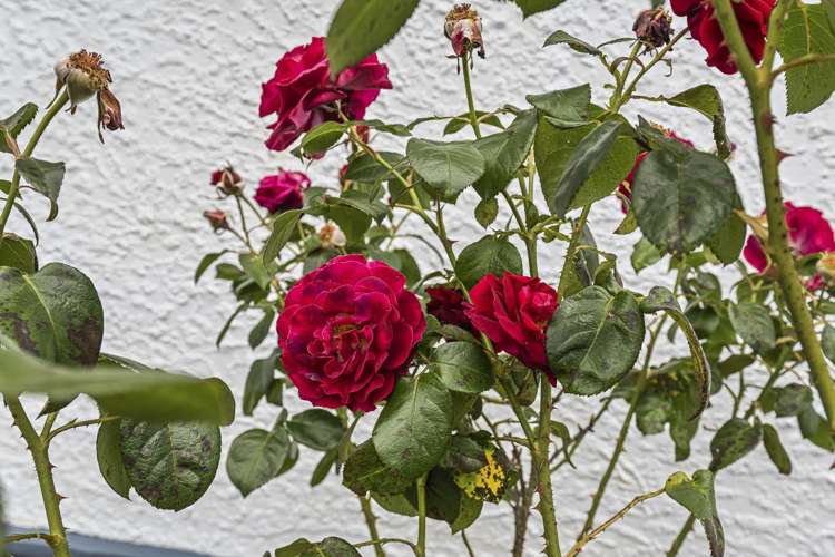 108 Huatoki Street Frankleigh Park_19