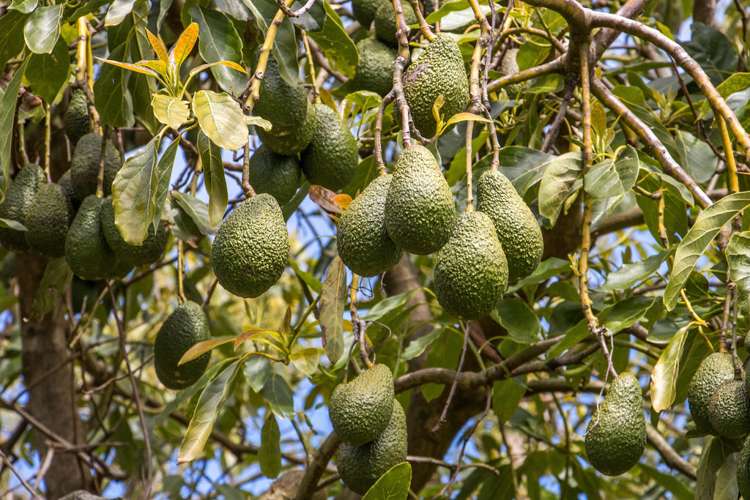 151 Wright Road Aongatete_24