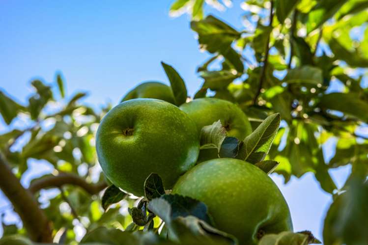 5 Moana View Road Waikawa_17