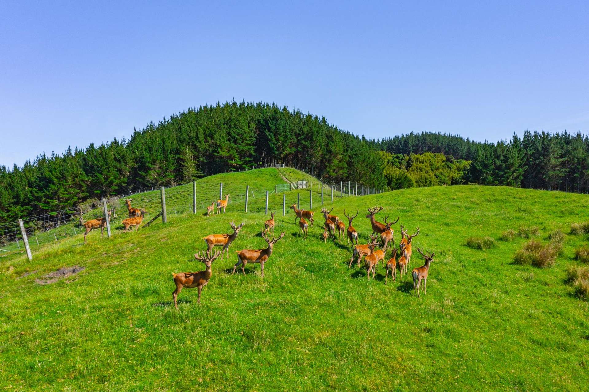 1169 Ruakaka Road Tiniroto_0