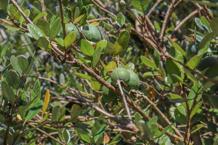 4629 State Highway 6 Te Miko_18