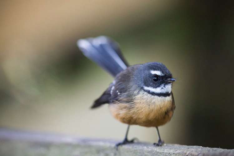 14 Westerham Place Washington Valley_6