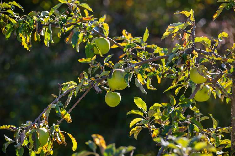 Lot 2 452 Aubrey Road Wanaka_36