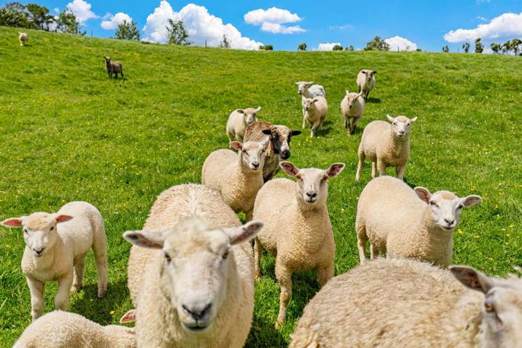 5 and 15 Charis Lane Wellsford_5