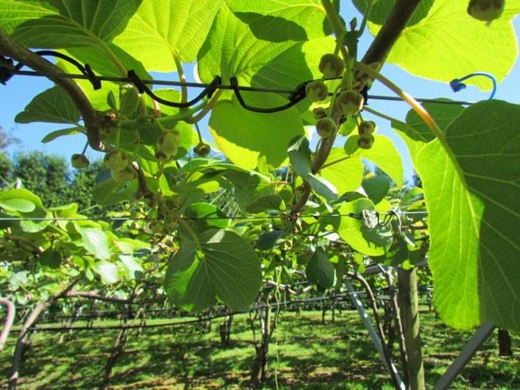 39 Sedgemoor Lane Hauraki Surrounds_11