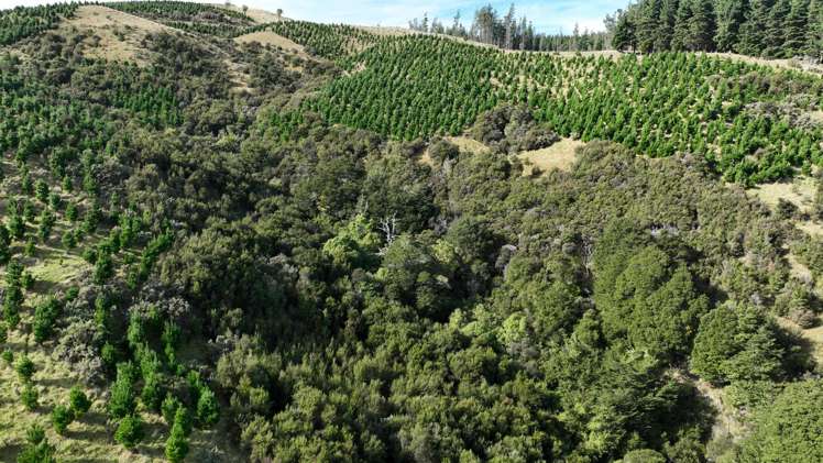 Paruwai Road Ruakokoputuna_6