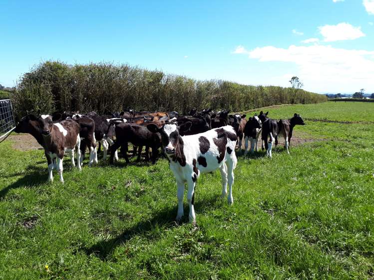 1971 Egmont Road Kaimiro_24