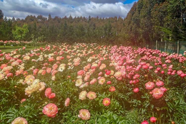 1501 North Eyre Road West Eyreton_17