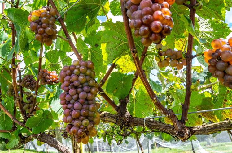 61A Whitford Park Road Whitford_48