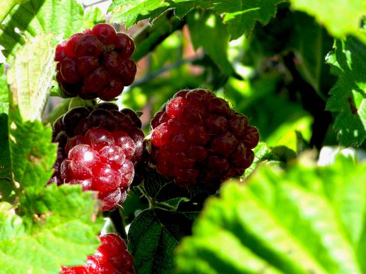 62 Kaitoke Lane Great Barrier Island_11