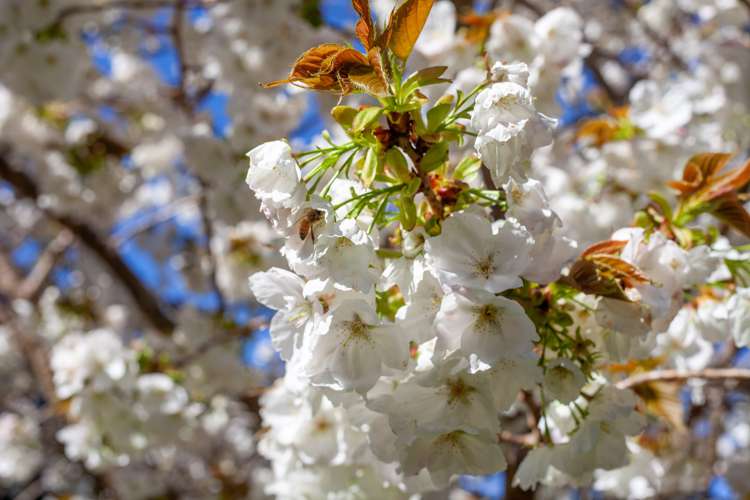 229 Little Sydney Road Motueka_23