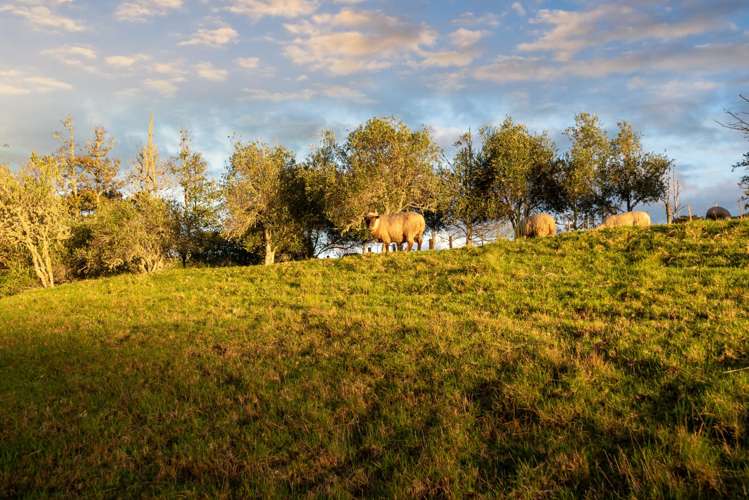 253 Horseshoe Bush Road Dairy Flat_40